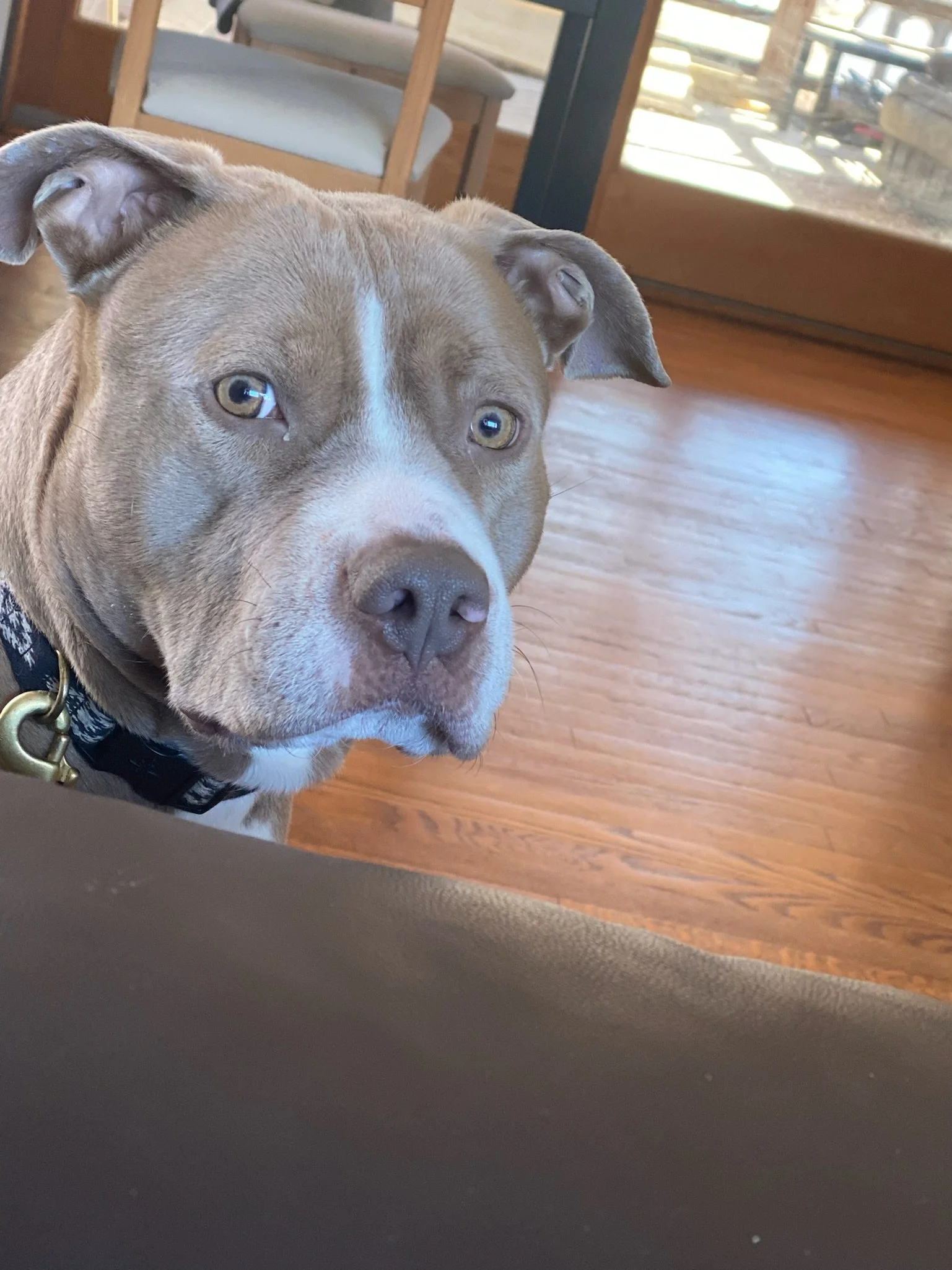 Can Dog Training Help With My Dog’s Anxiety?