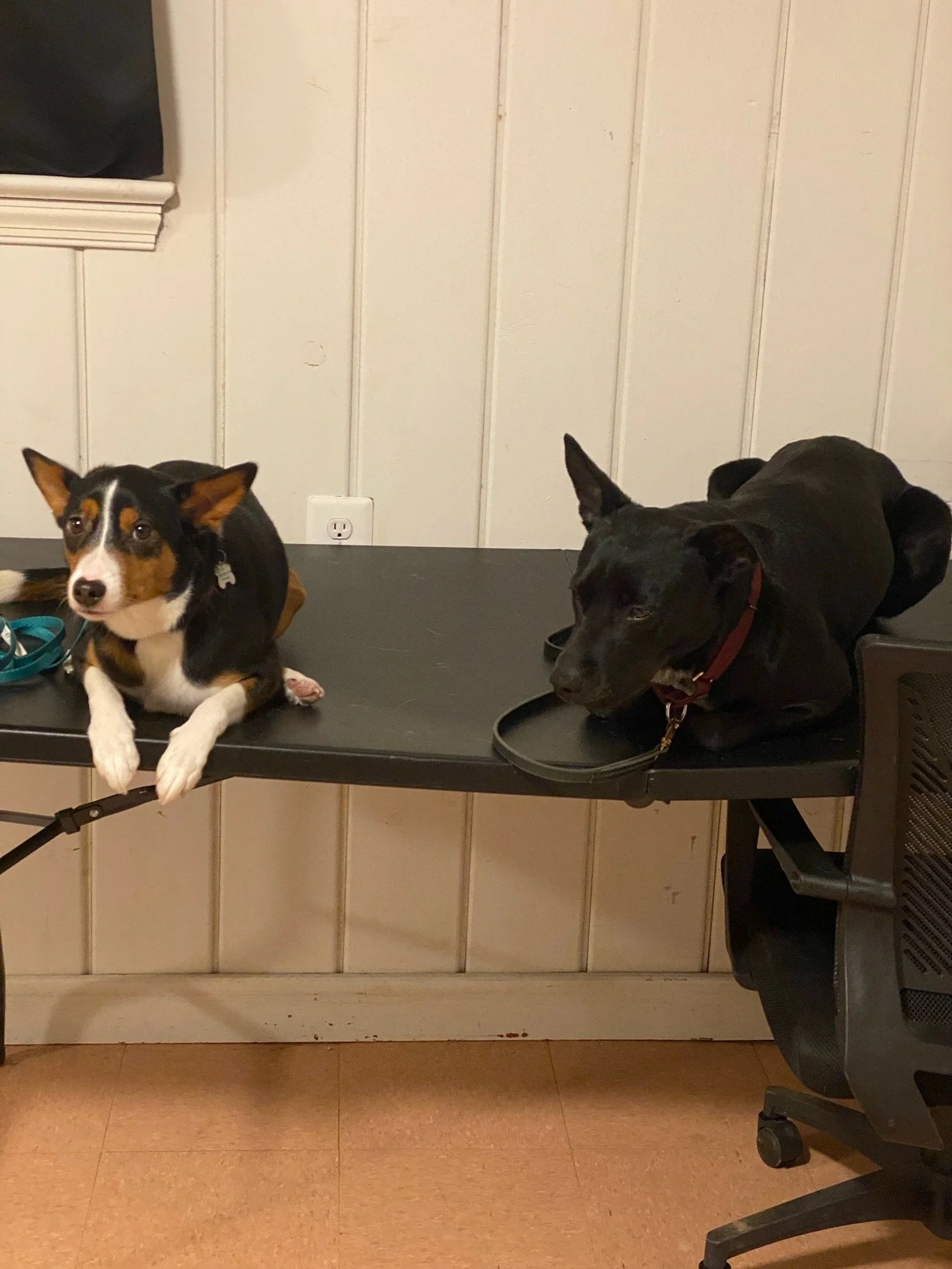 How Much Freedom Is Too Much Too Soon for a Puppy or New-to-You Dog?