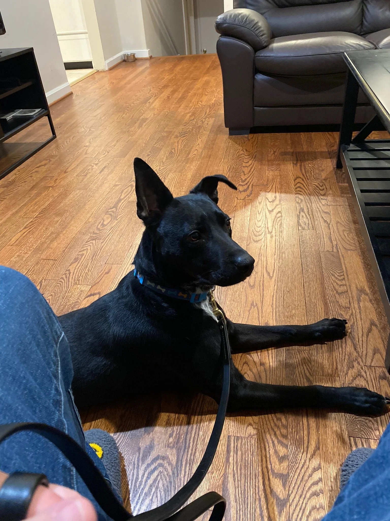 Tips for Physically Handling Your New Puppy or Dog