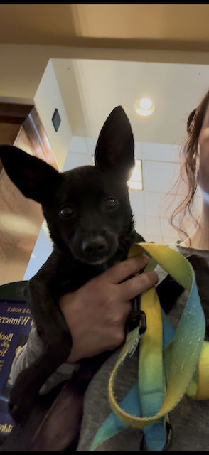 The Real Cost of Training Your Dog