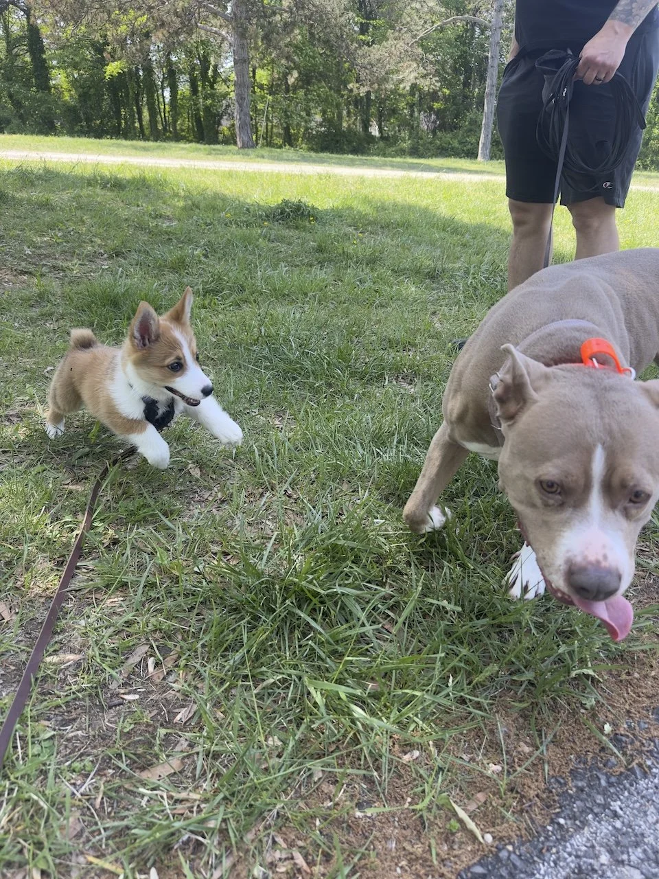 How to Introduce a Second Dog to Your Home