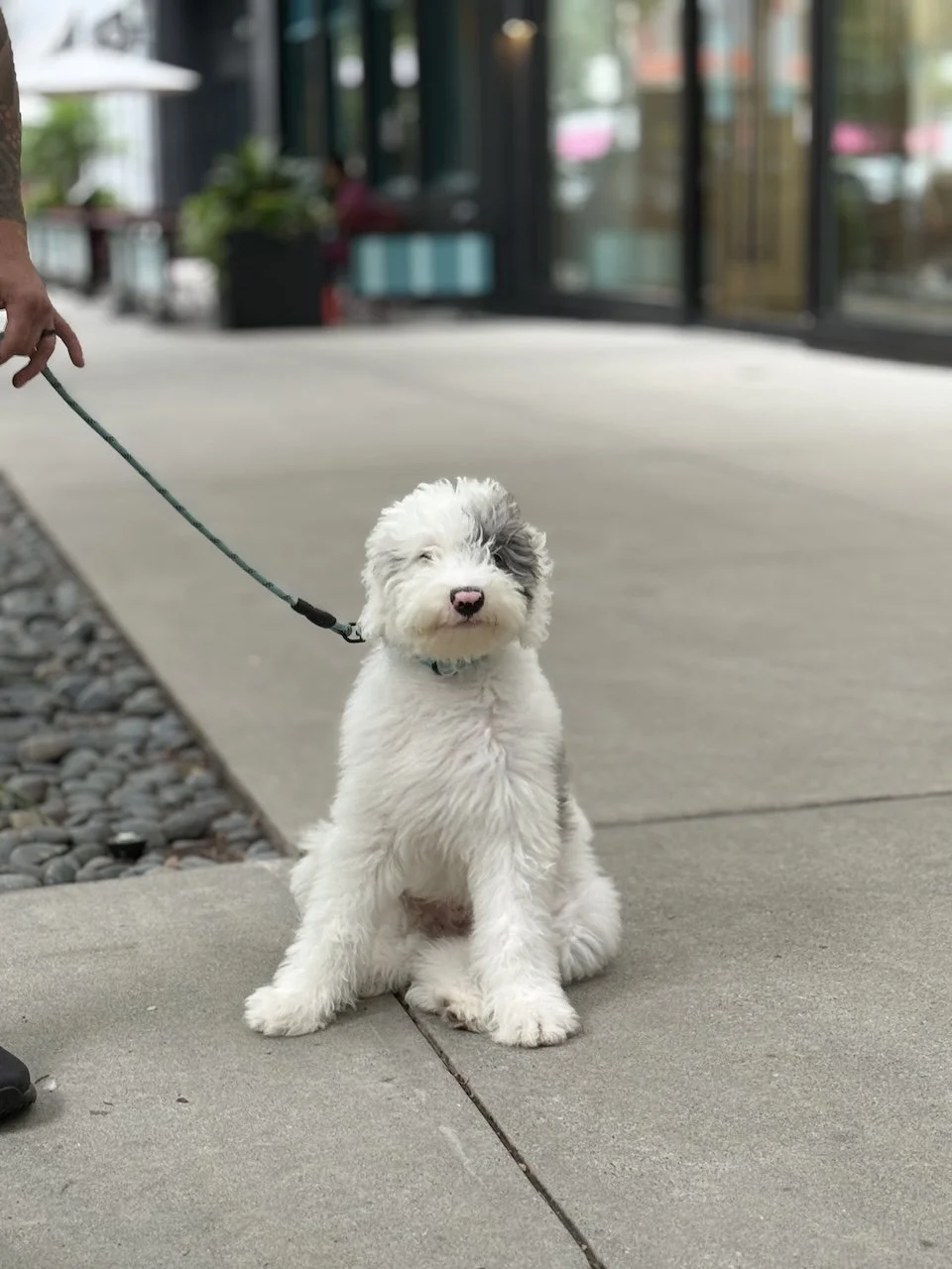 How to Introduce a New Dog to Your Home Without Stress or Setbacks