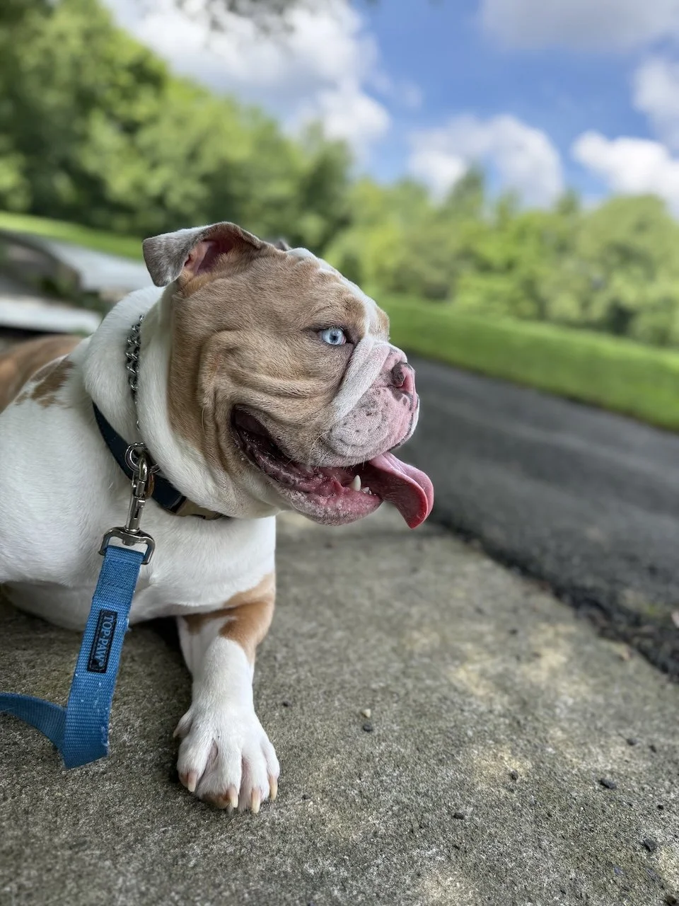 Do Rescue Dogs and Purebreds Need Different Training Approaches?