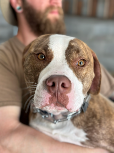 What First-Time Dog Owners Should Know Before Bringing a Dog Home 