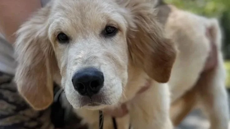 What Are the Differences and Benefits of Group vs. Individual 1-on-1 Dog Training?