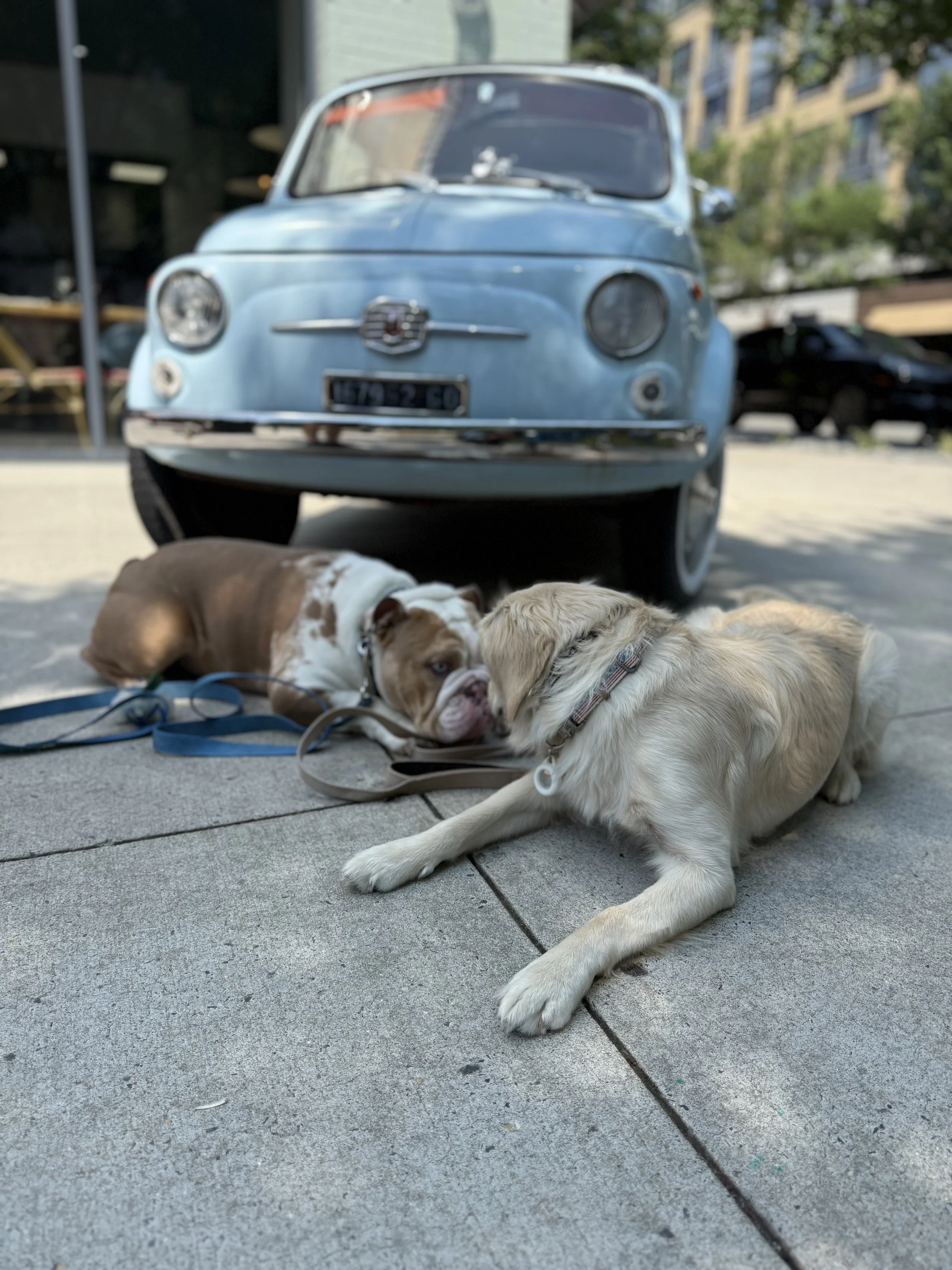 Can Older Dogs Still Be Trained?