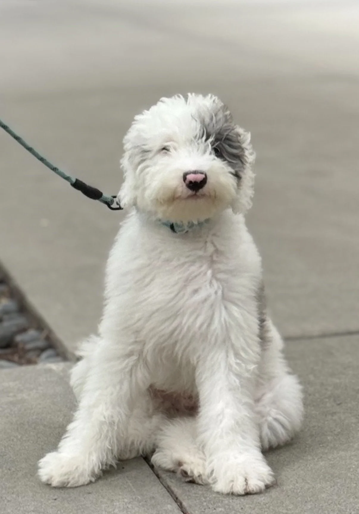 The Most Important Commands Every Dog Should Know 