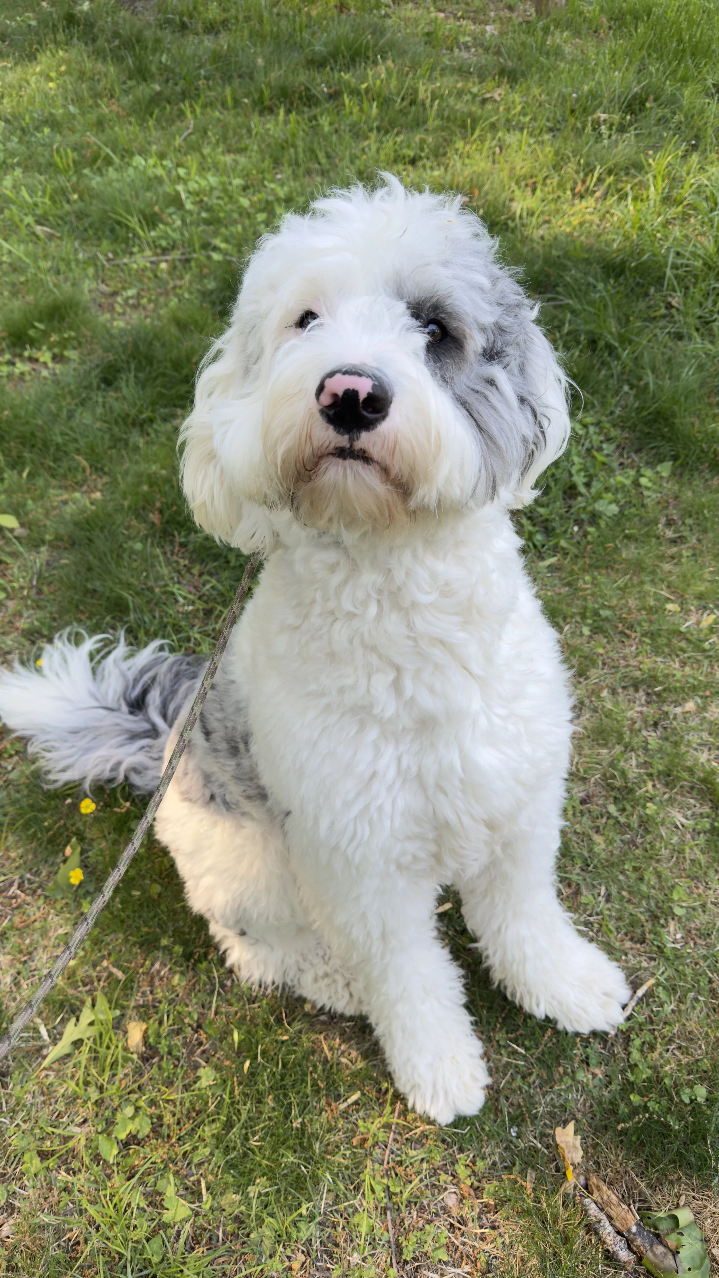 Does My Dog Need a Coat During the Winter?