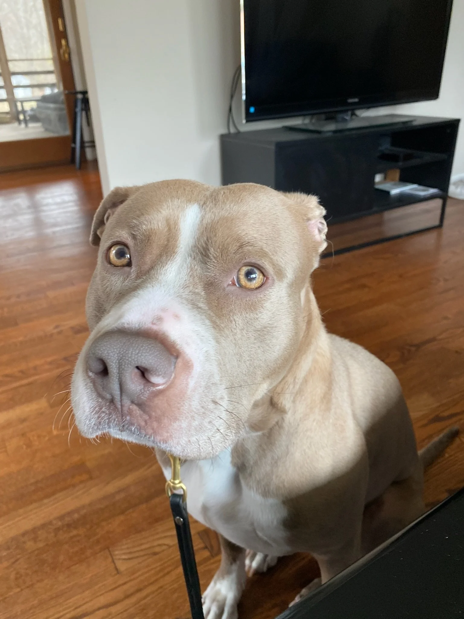 Tips on How to Help Your Dog With Separation Anxiety