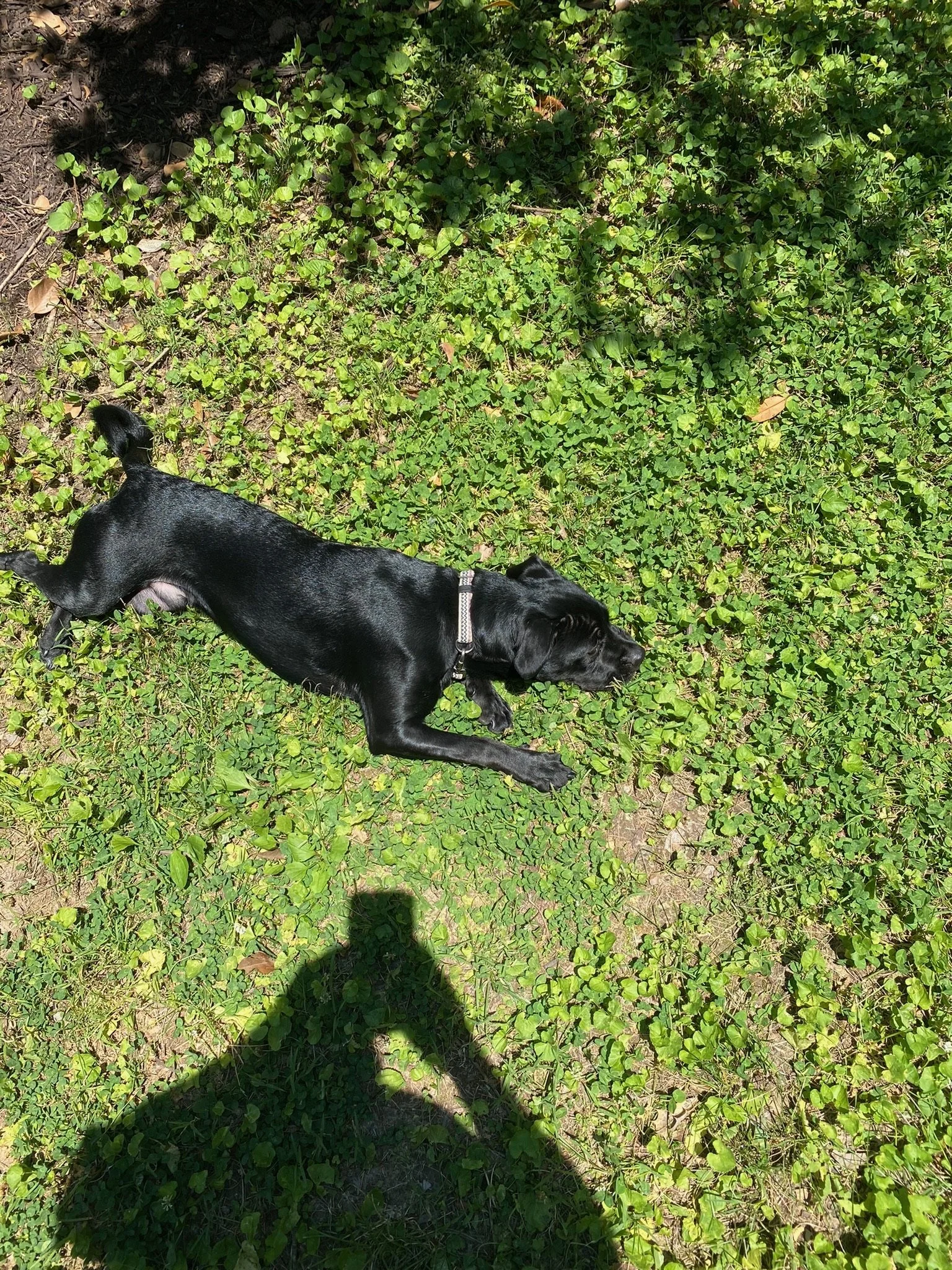 Keeping Your Furry Friend Safe: Heat Conditioning, Proper Cooling, and Responsible Summer Activities for Your Dog