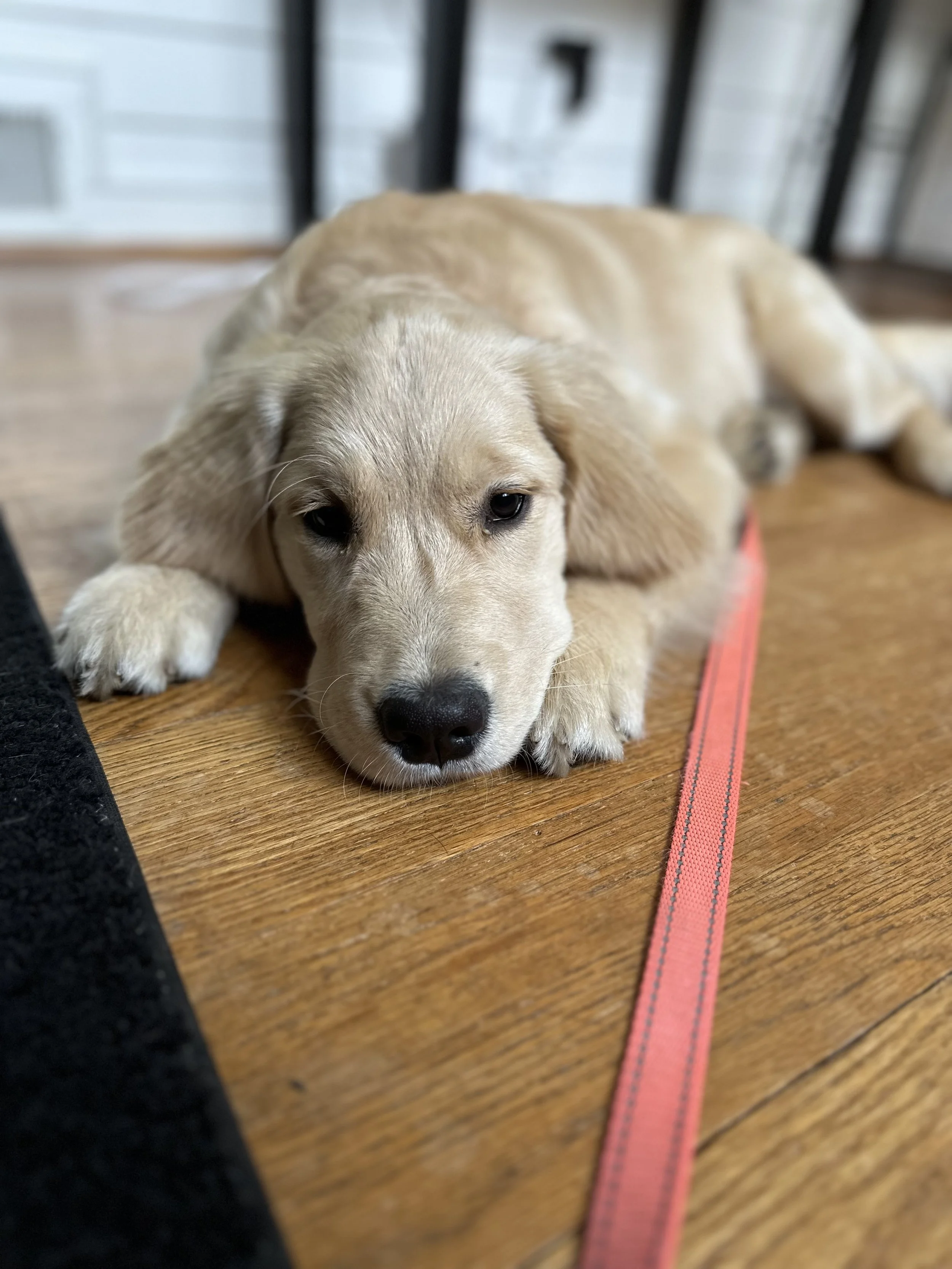 Can a Dog Trainer Help My Puppy With Anxiety?