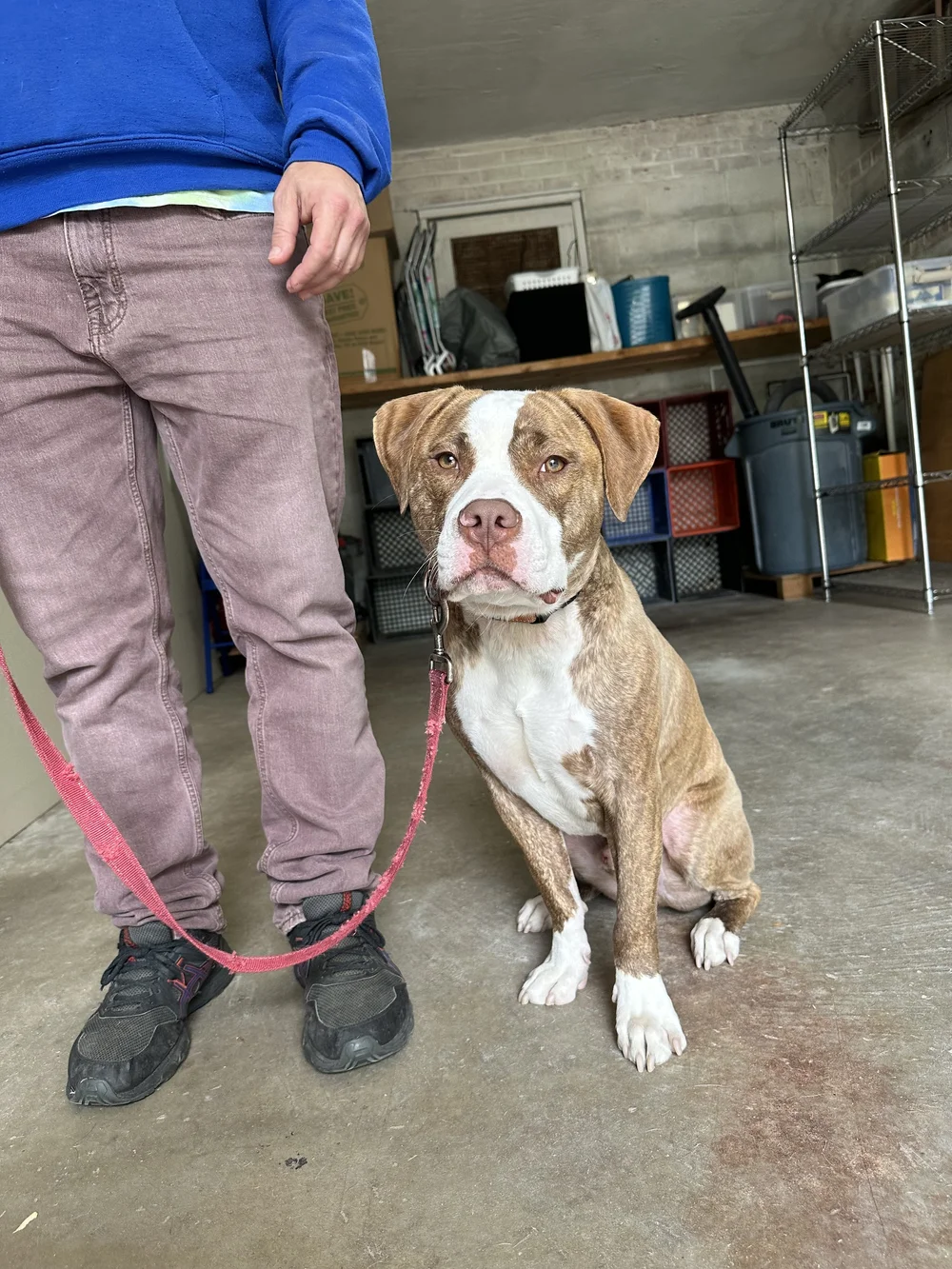 Dog Board And Train Programs Northern VA Young Dog Training Arlington VA