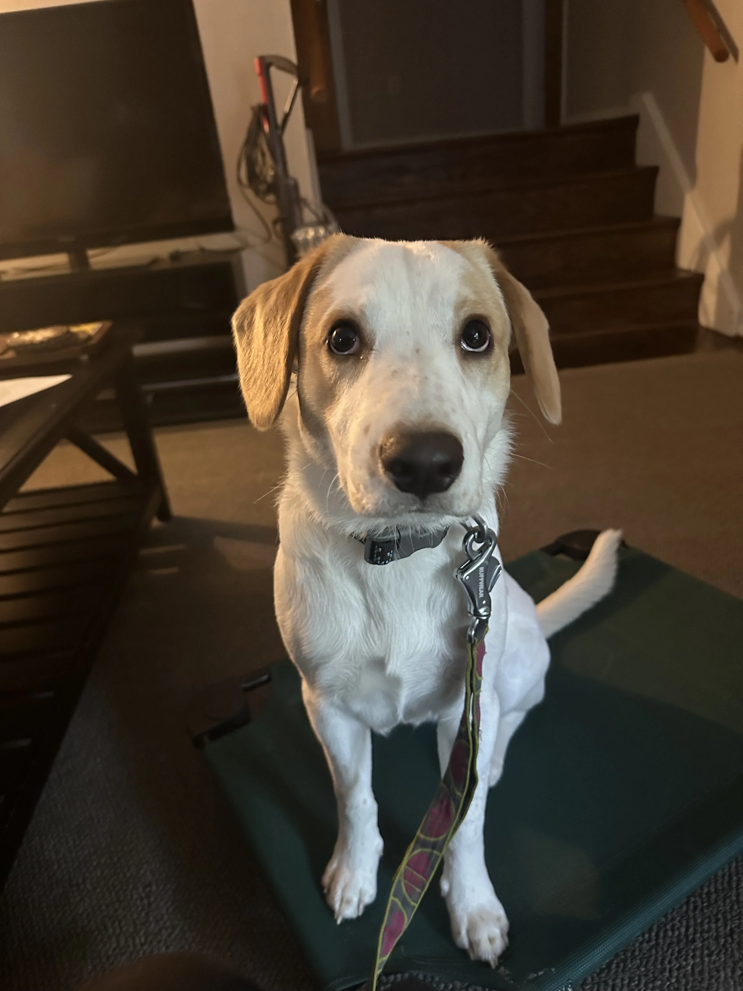 Understanding the Different Aspects of Dog Training: Classical vs. Operant Conditioning