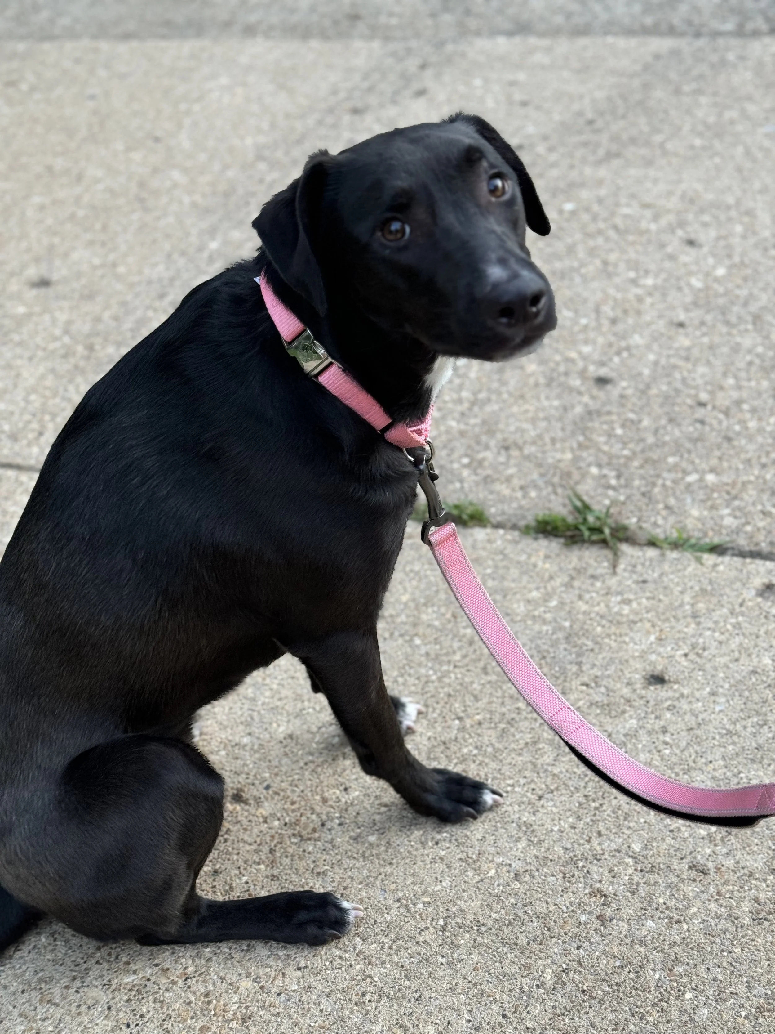 How Long Can You Crate a Puppy?