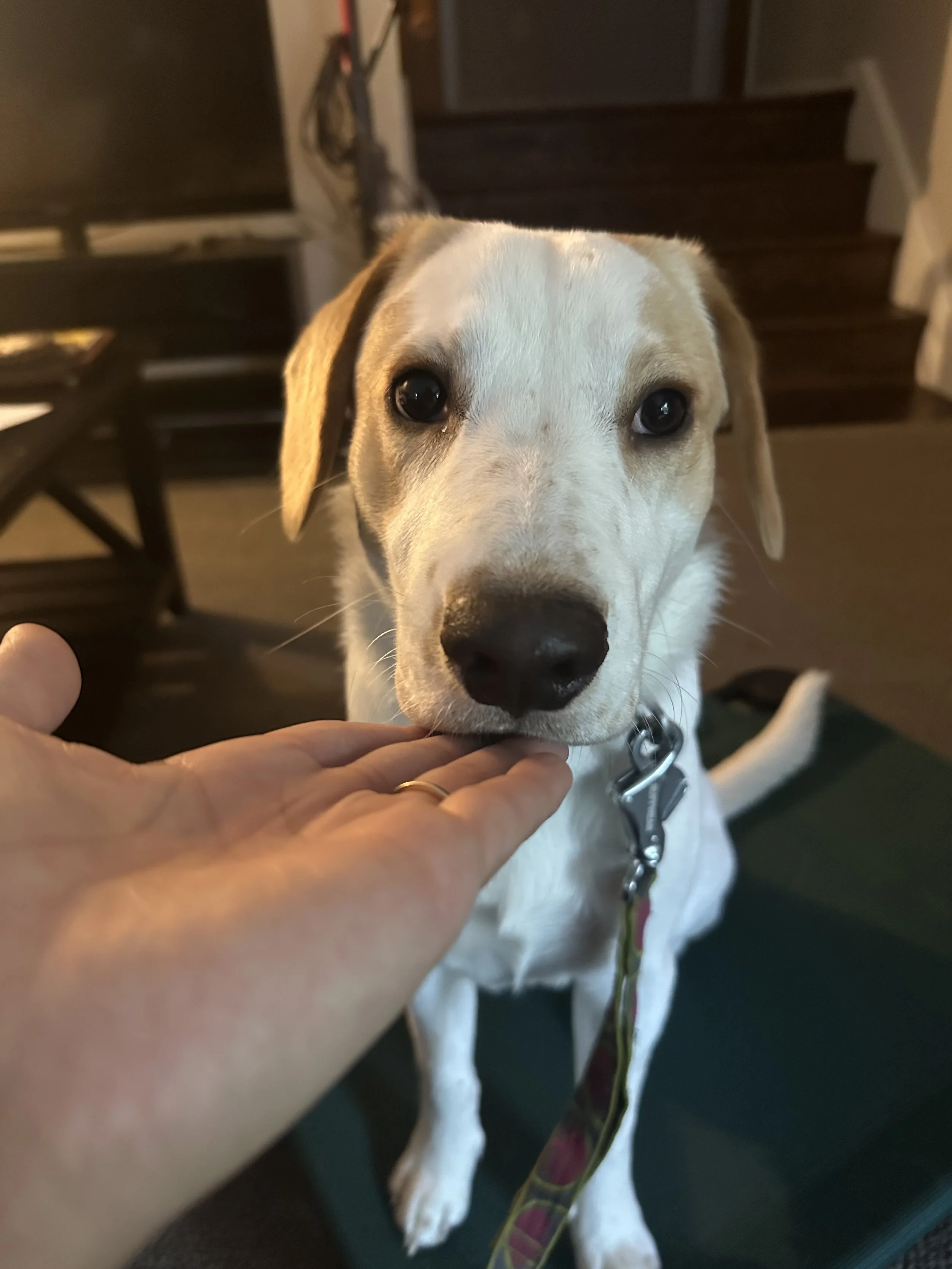 Who Does Your Dog Think You Are? Actions Speak Louder Than Words