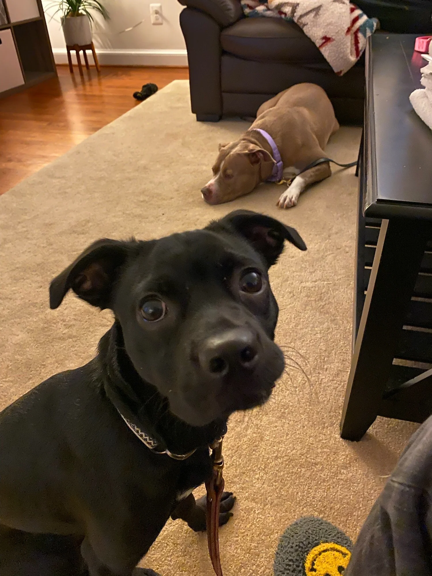 Dog Board And Train Programs Northern VA Young Dog Training Arlington VA