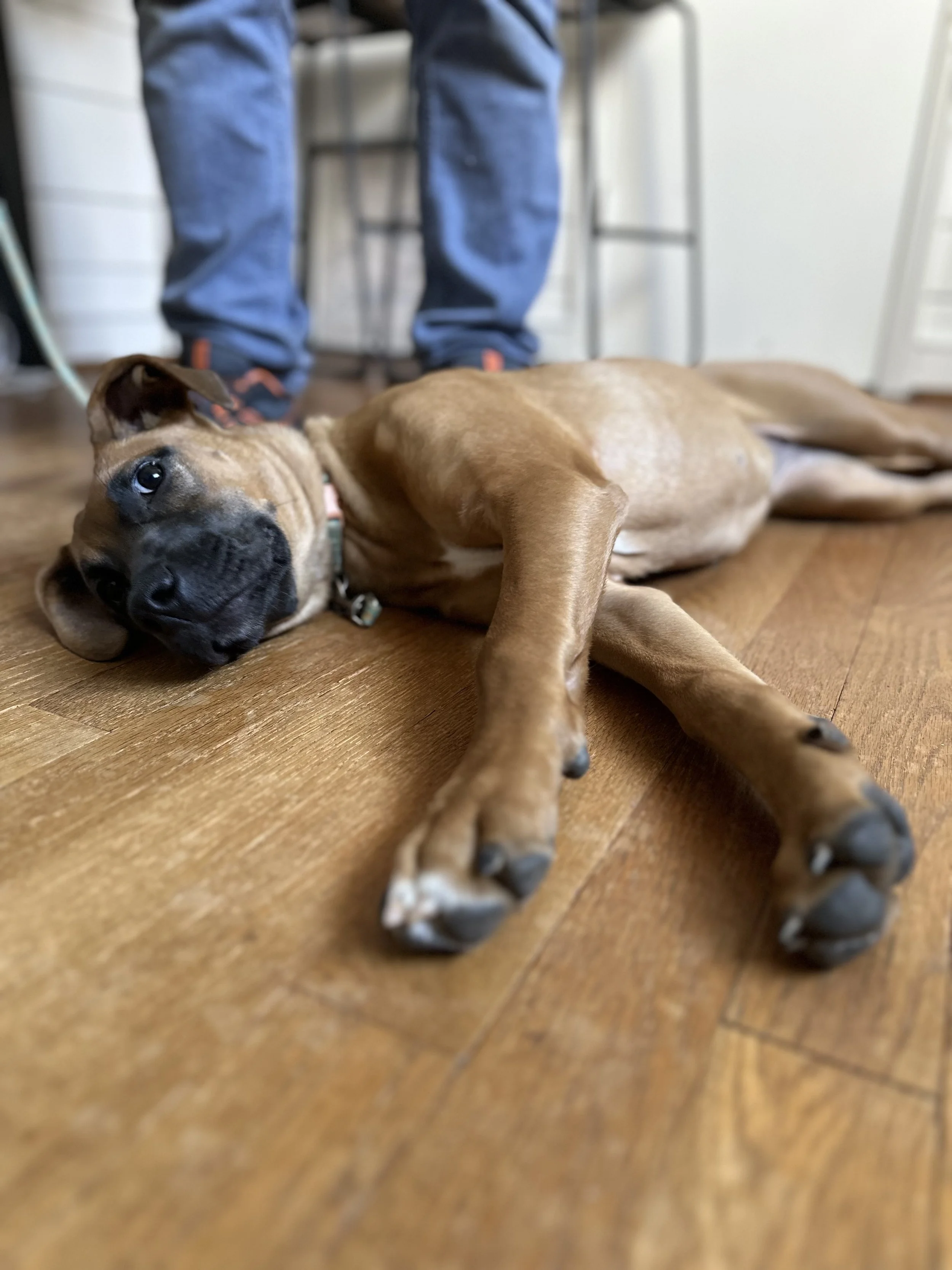 Dogs and Newborns: Creating Boundaries for a Safe and Happy Home