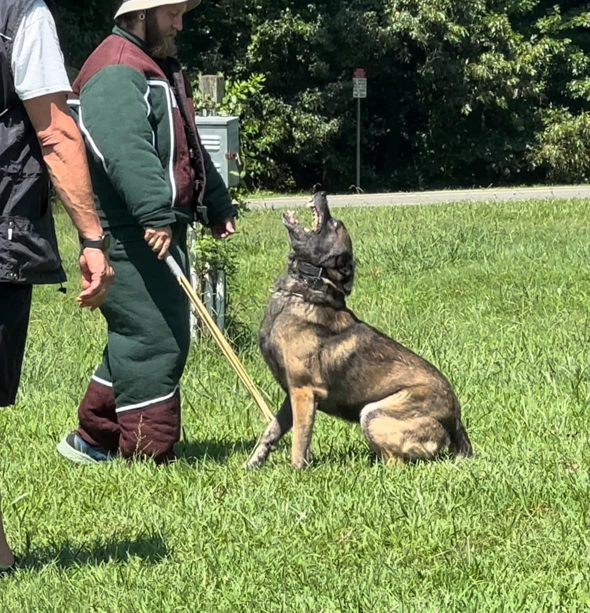 What Could Be Causing My Dog to Be Aggressive Towards Other Dogs?