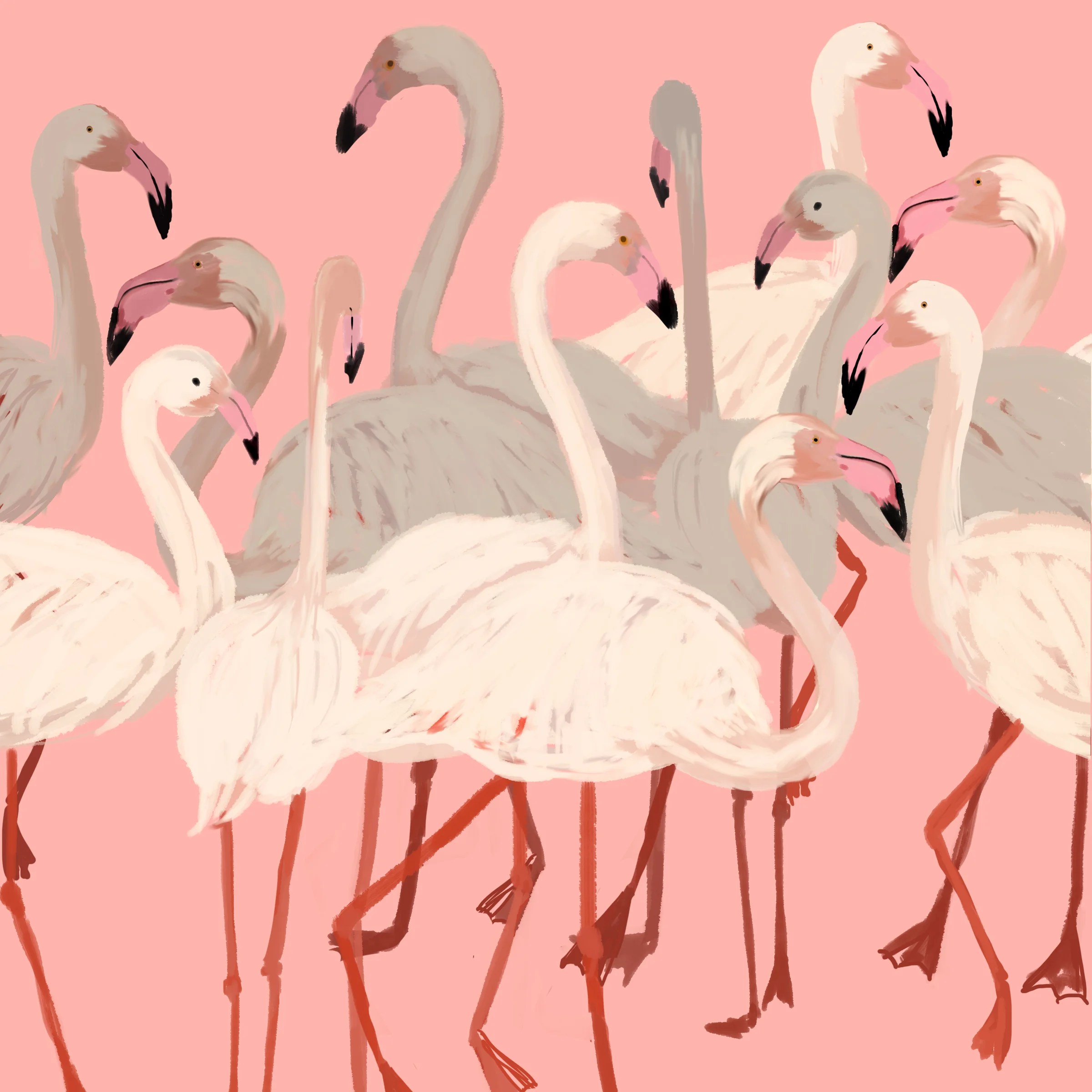 flamingofriday67.jpg