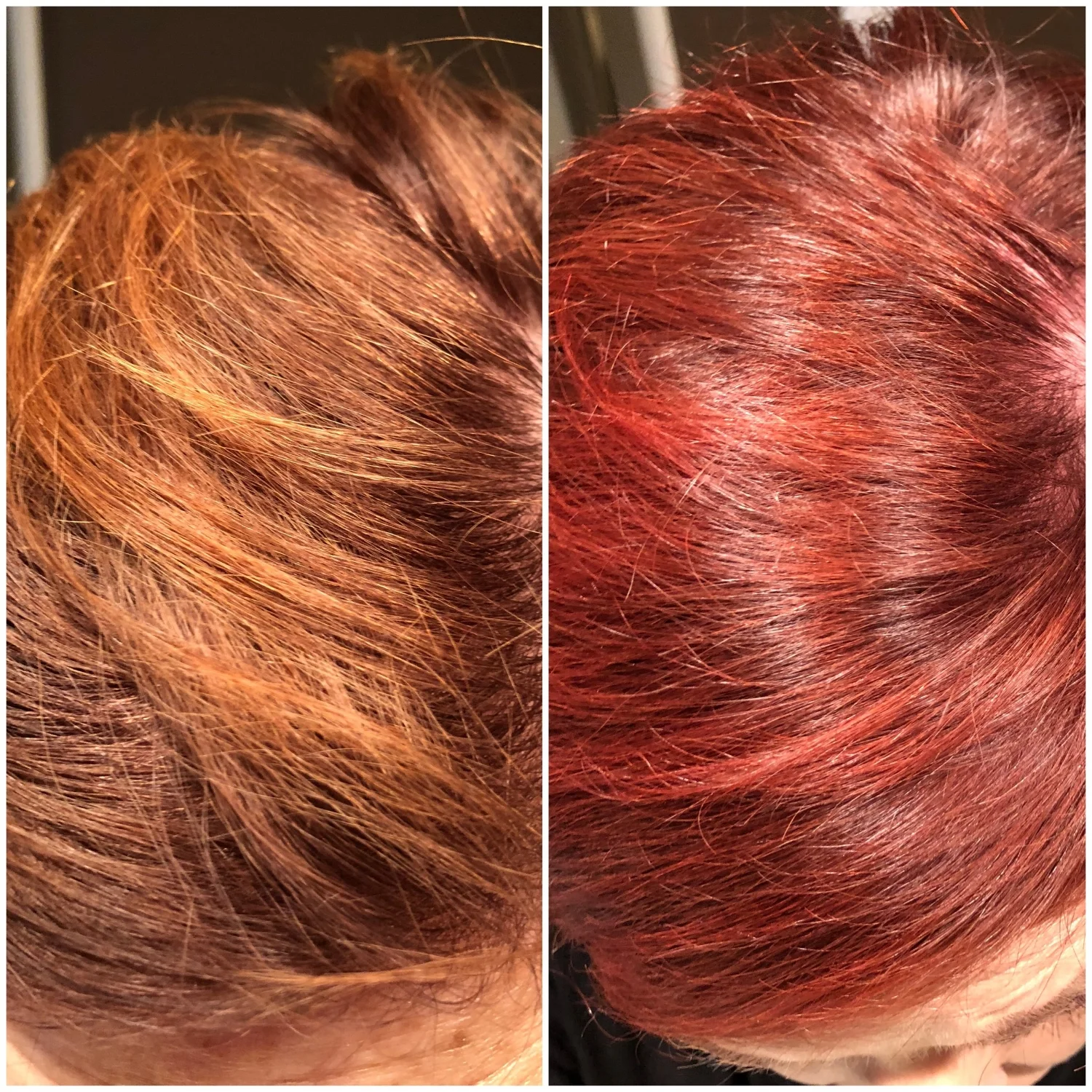  Left: Color treated hair that has faded. Right: One washing with “Red” mixed at a 50/50 shampoo to Red shampoo and 50/50 conditioner to Red conditioner. 