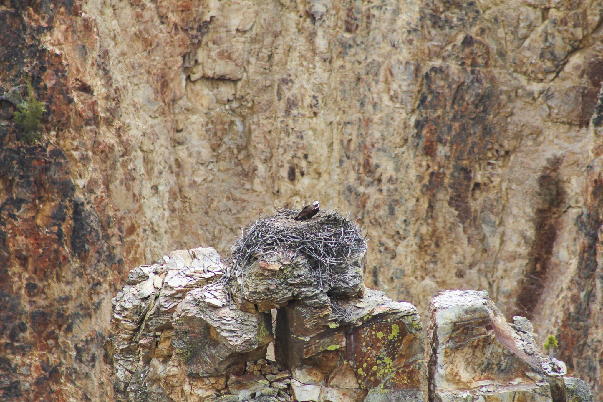  Osprey Nest 