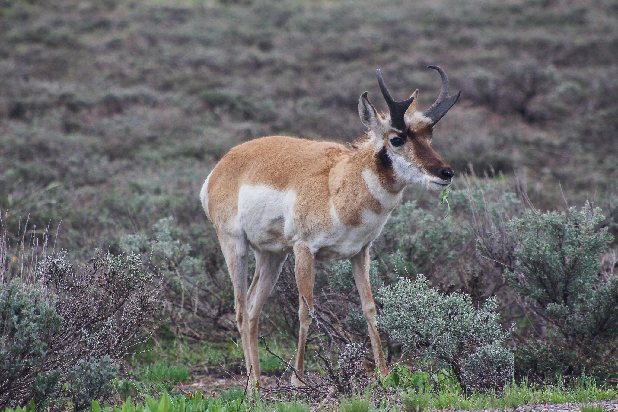  Pronghorn Deer 