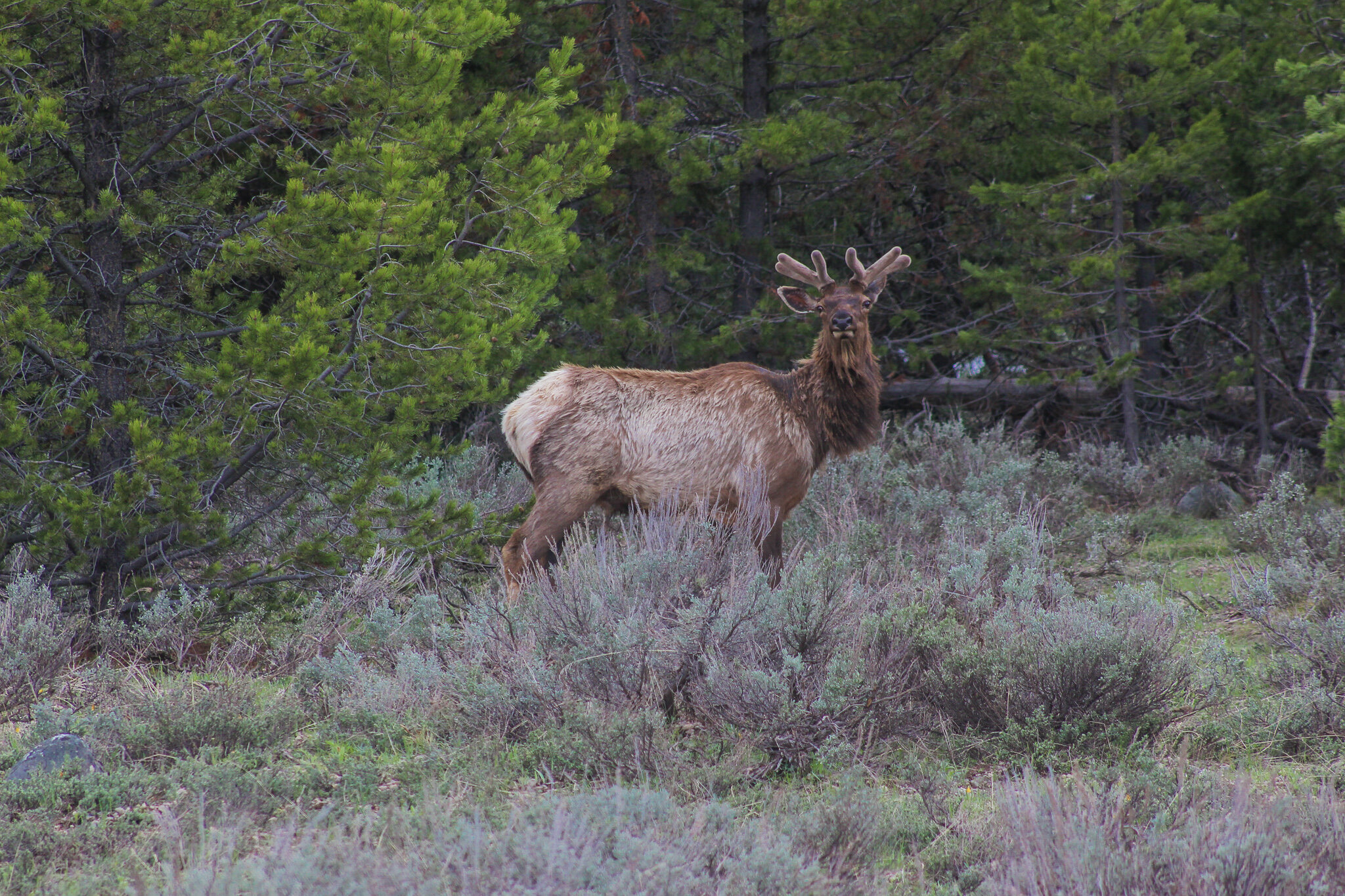  Elk 