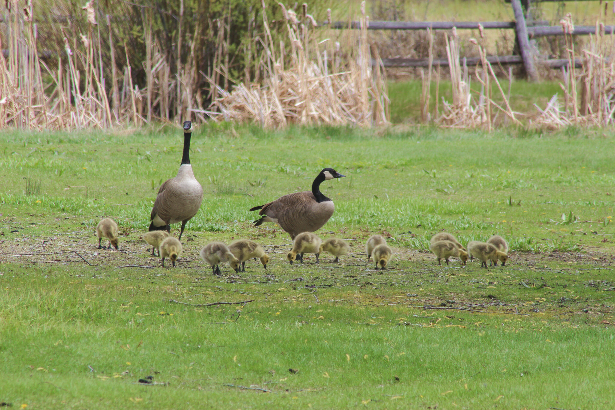  Canadian Geese and their babies 