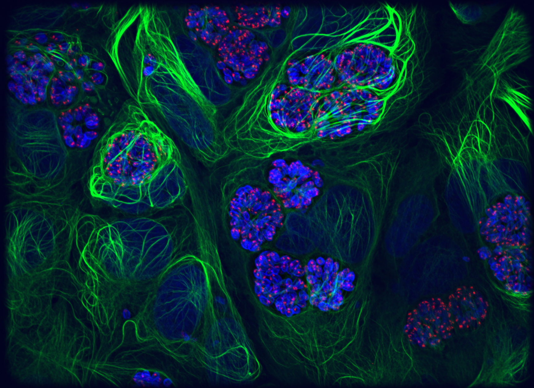 Crédits photographiques : Dr Isabelle Tardieux