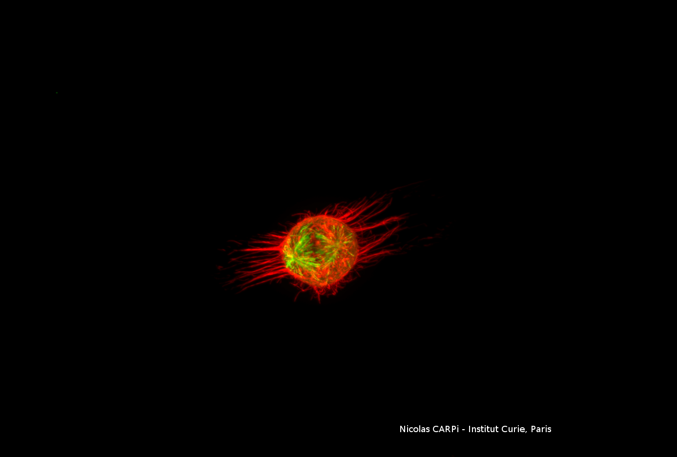 Crédits photographiques : Nicola Carpi, Institut Curie, Paris