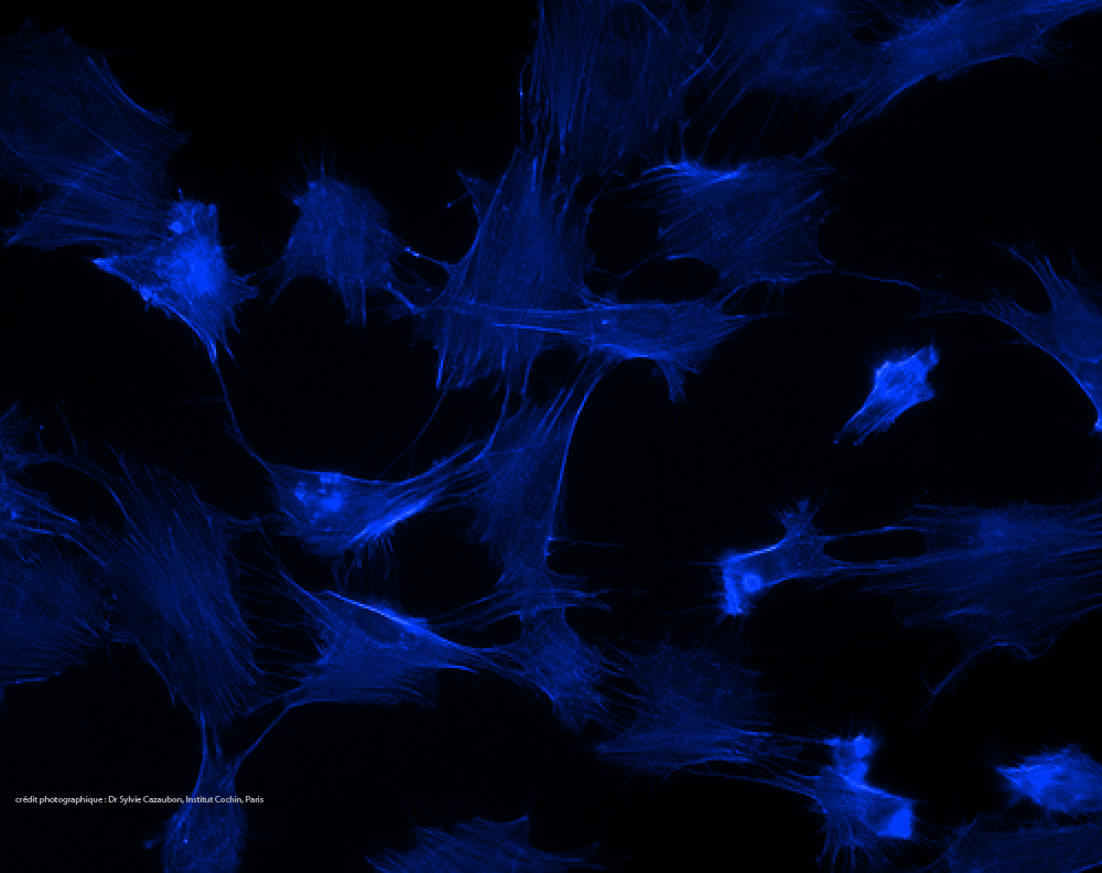 cellules adhérentes actine-bleu+crédits.png