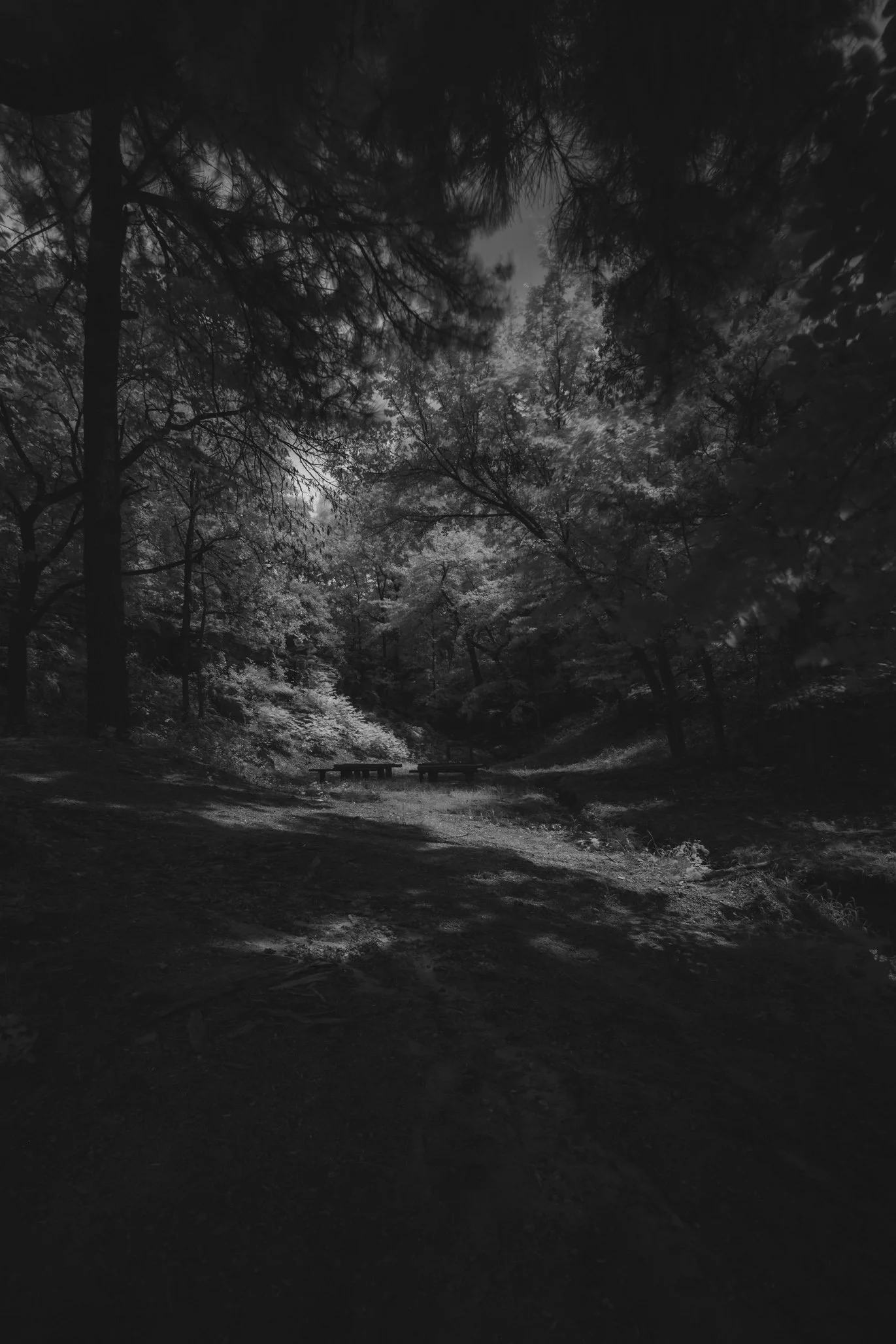 5D4_3101.jpg