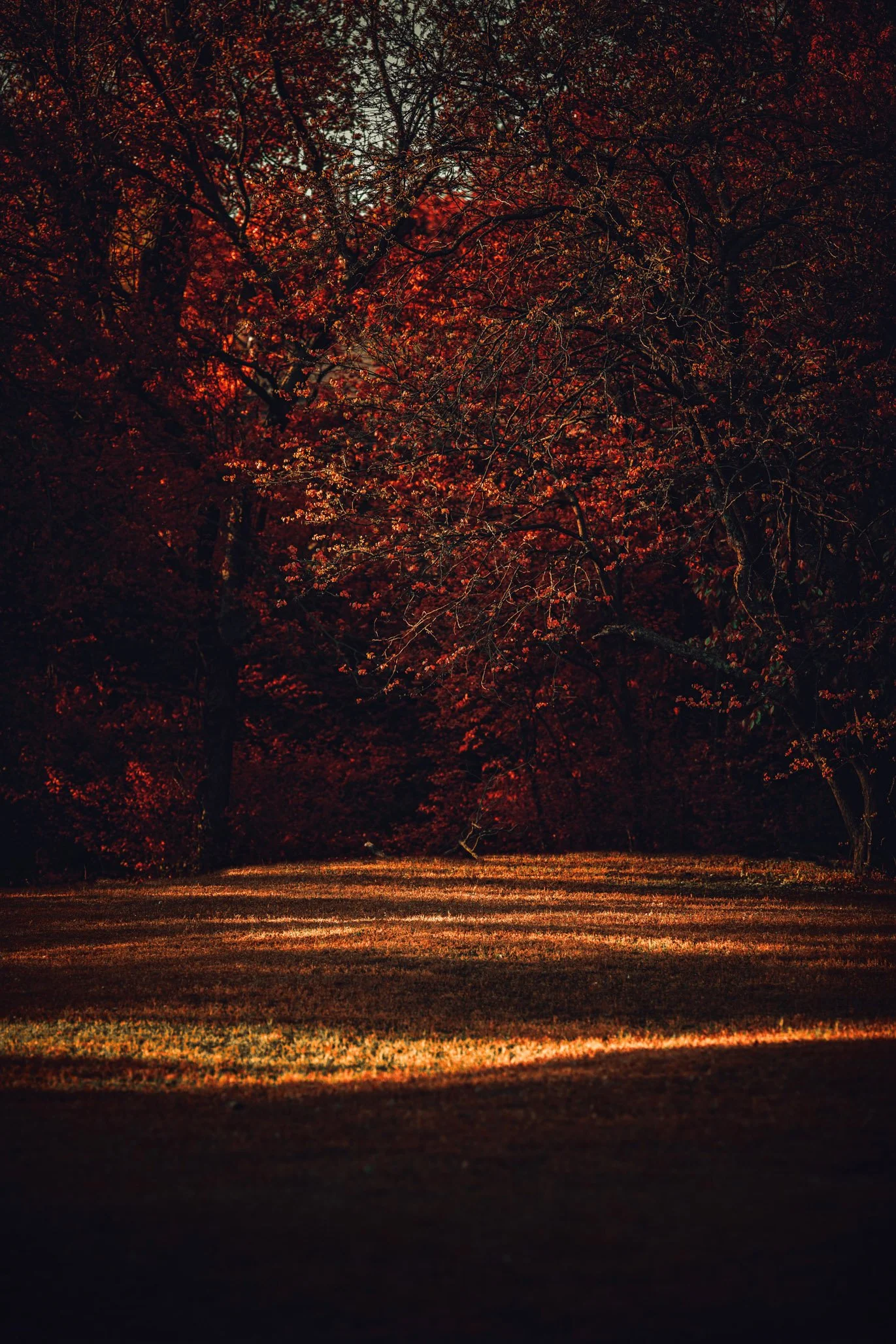 5D4_6294-Edit.jpg