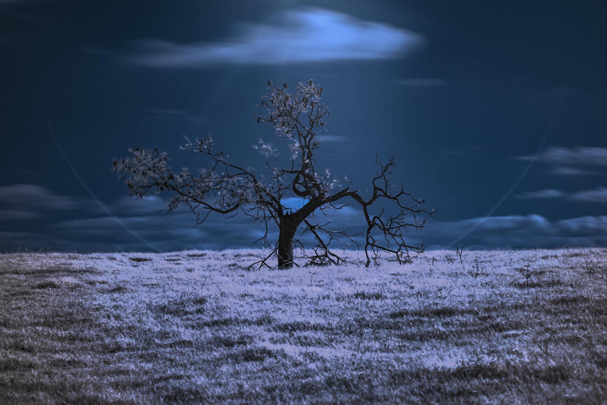 Broken Tree.jpg