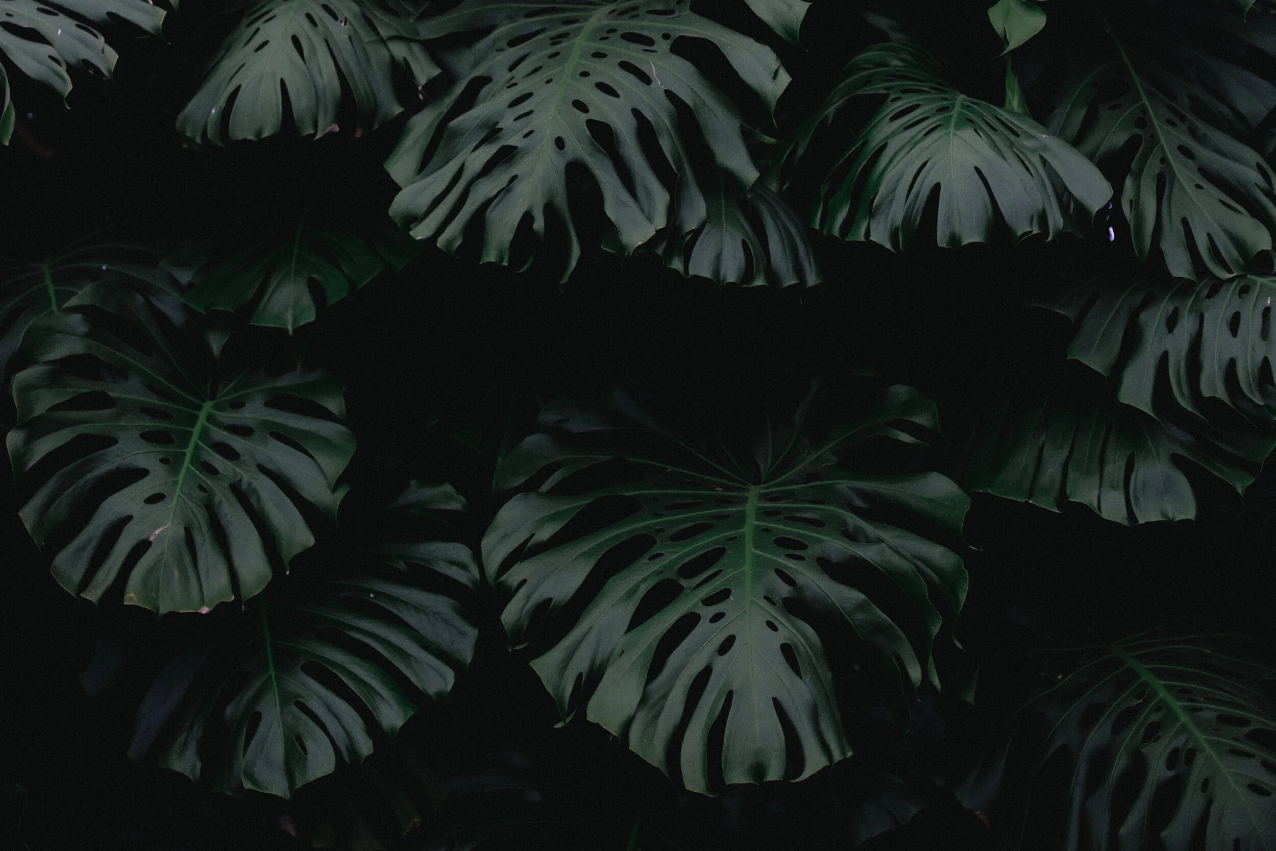 Playlist: Plant Music; A Bio-orchestral experience