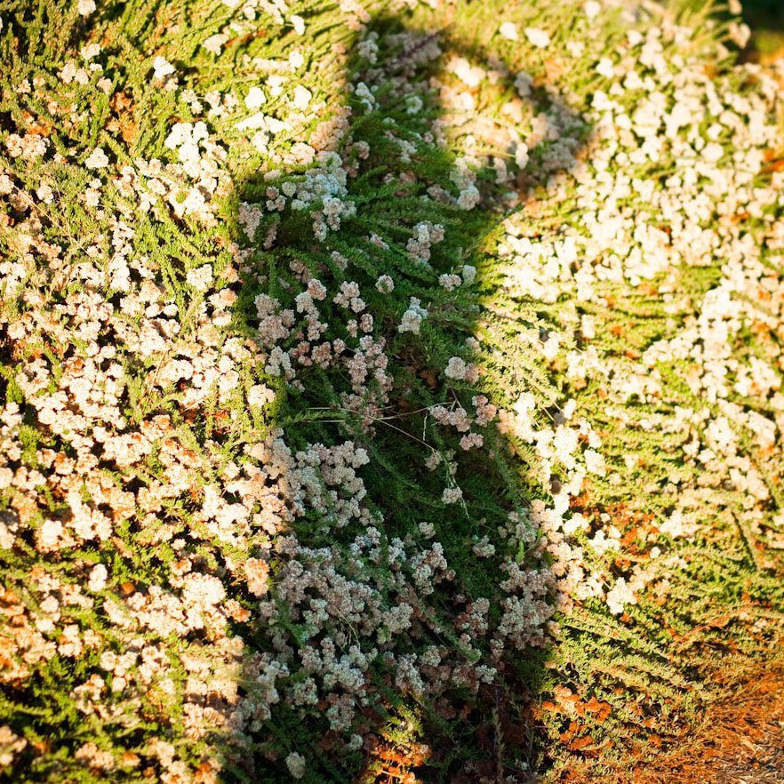 shadow in the flowers.jpg