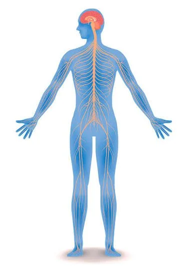 How Your Nervous System Influences Hair Growth