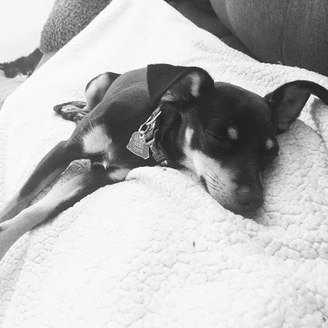 This week&rsquo;s blog: Sleep! How to create a great sleep environment 😴 #linkinbio #pupsofinstagram #wellnessjourney #sleepypuppy #sleepingbeauty #spalife #wildhoneywellness #sleep