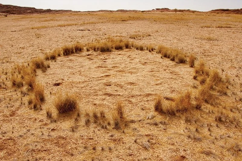 fairy-circle-namibia-main-800x600.jpg