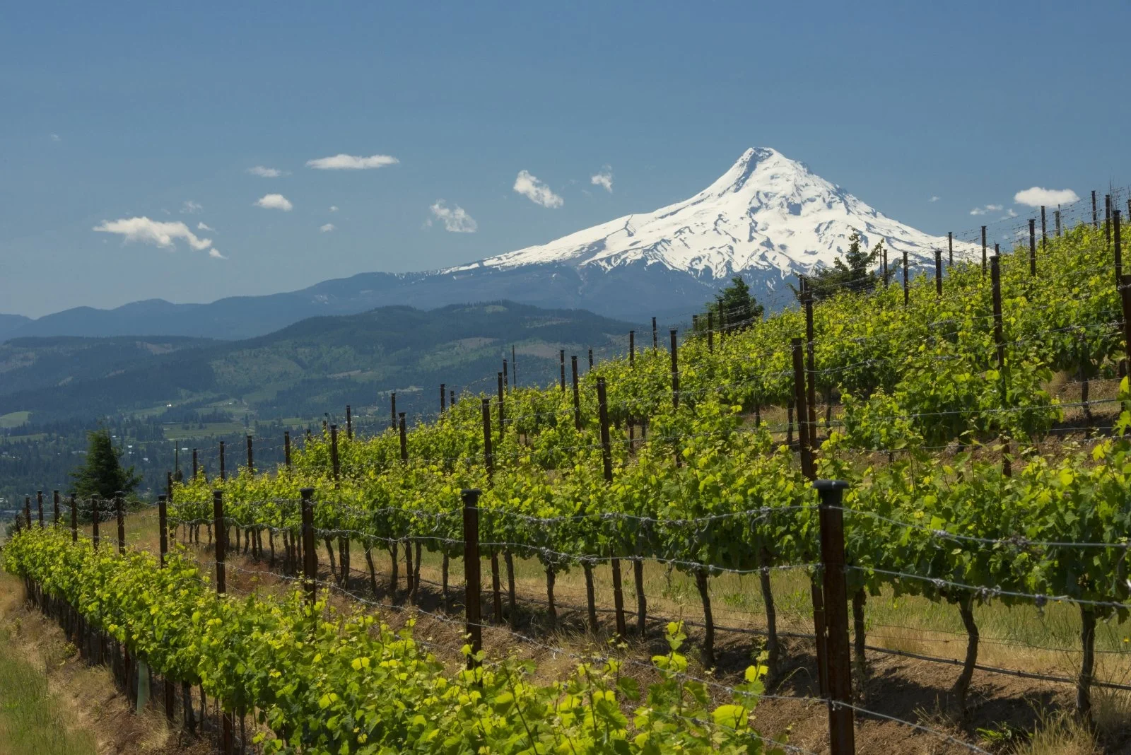 Washington State Wine Dinner 