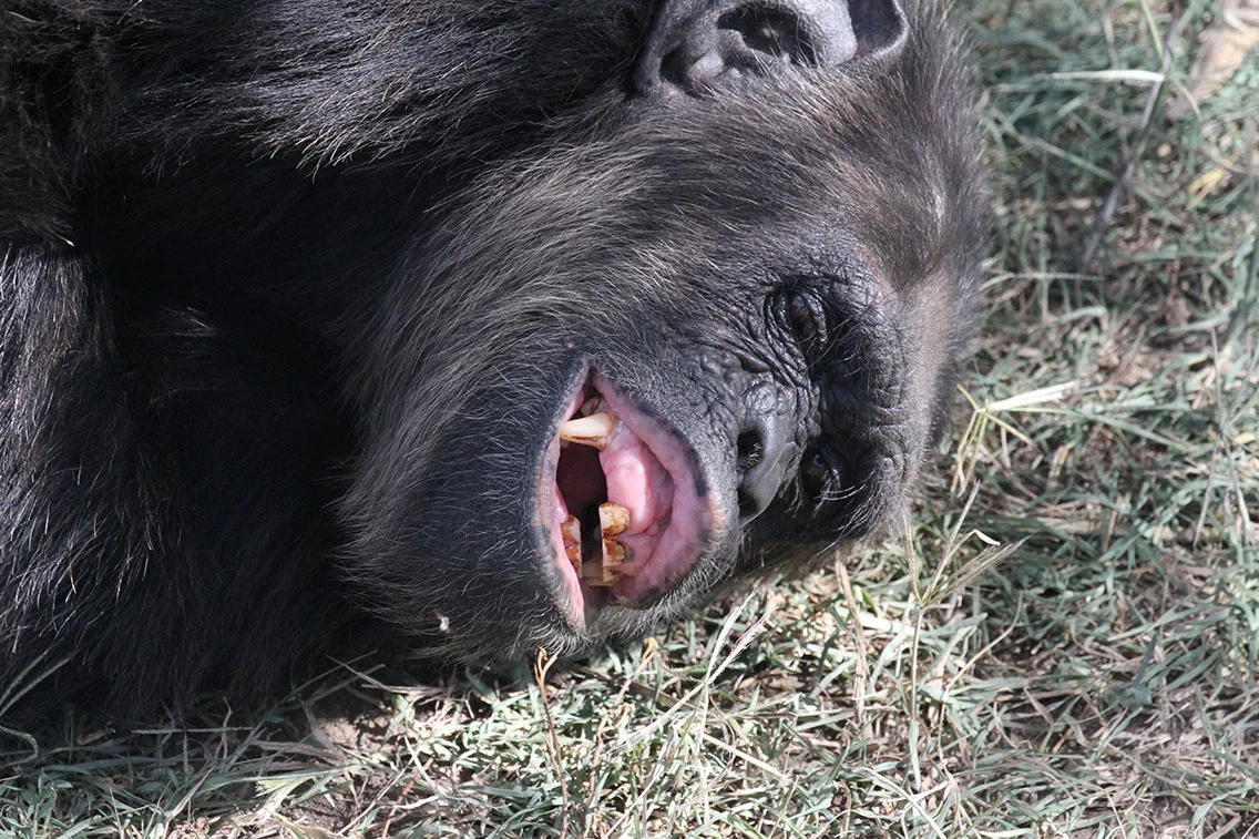 gorilla.jpg