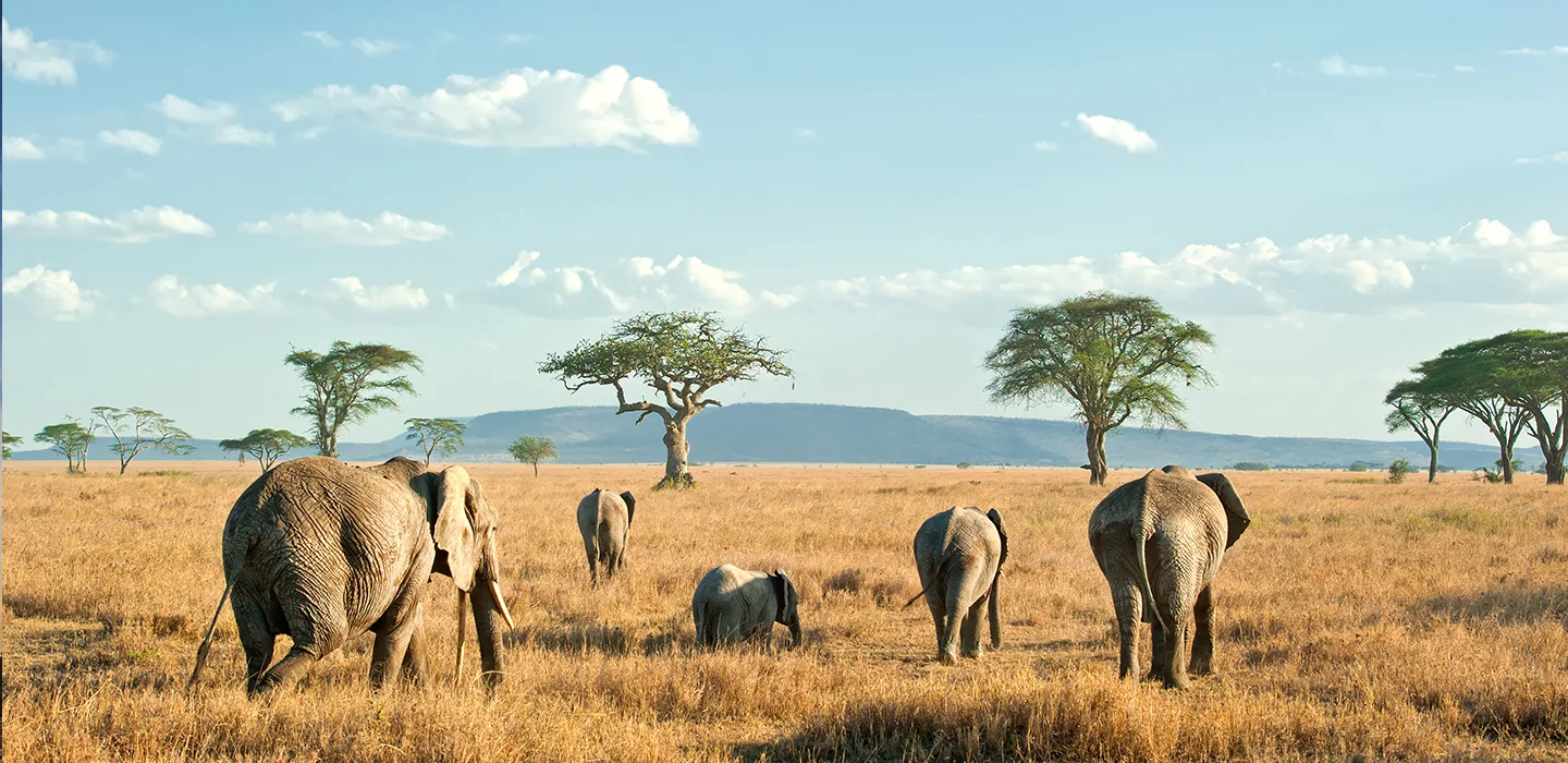 african_safari.jpg