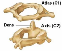 vertebra.jpg