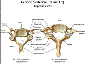 spinal_anatomy_clip_image002_0011.jpg