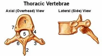 spinal_anatomy_clip_image002_0002.jpg