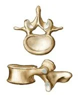 spinal_anatomy_clip_image002_0003 (1).jpg