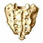 spinal_anatomy_clip_image002_0004.jpg