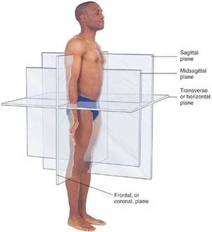 spinal_anatomy_clip_image002_0005.jpg