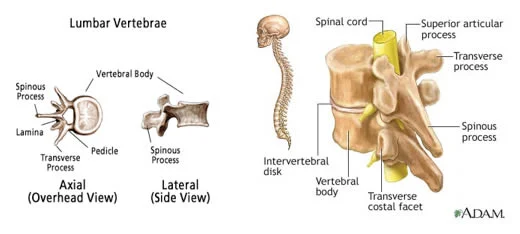 lumbarVertebrae.jpg