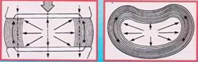 spinal_anatomy_clip_image002_0008.jpg